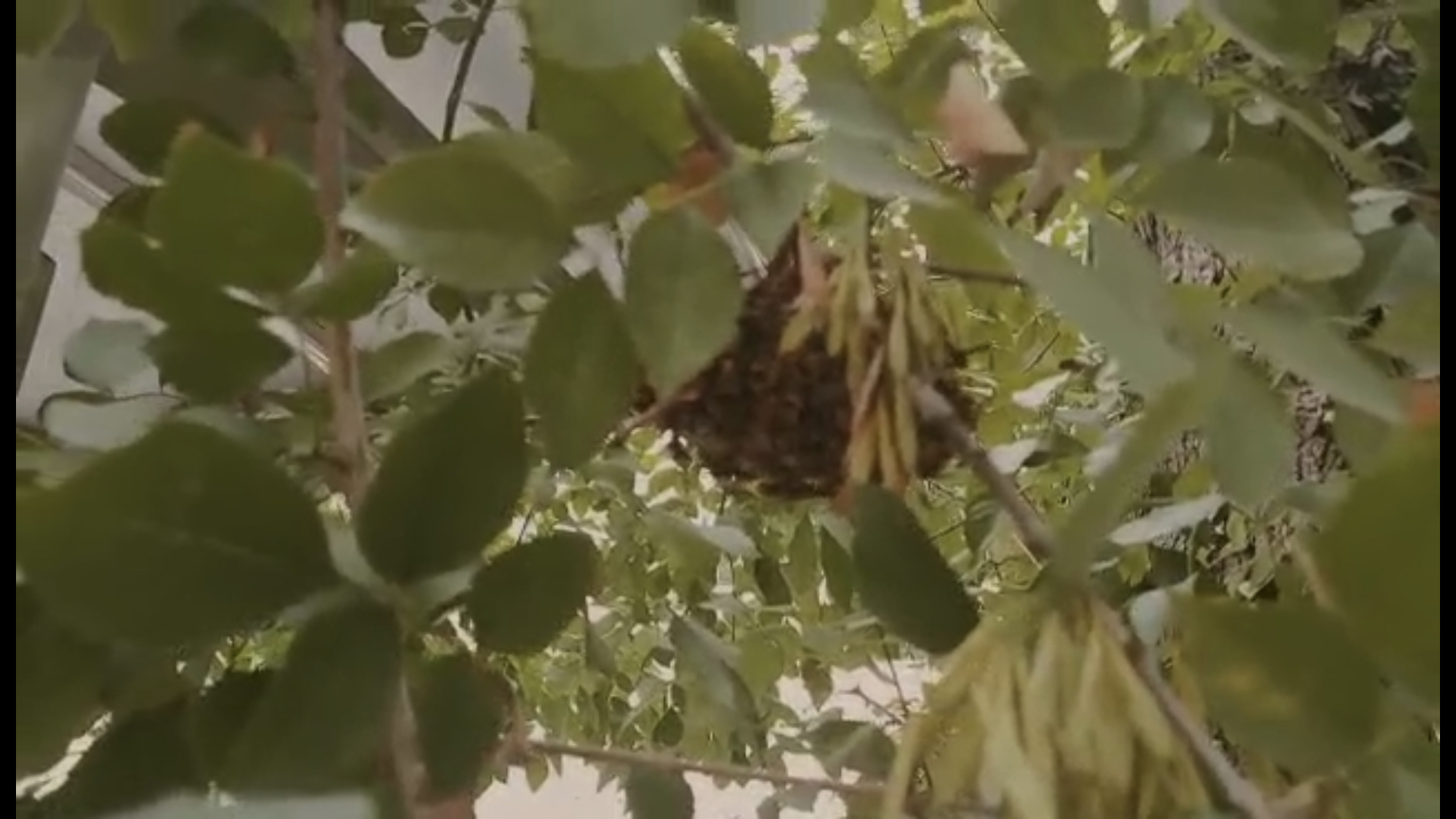 马蜂|马蜂在公交站牌旁“安家” 乘客频频受惊吓