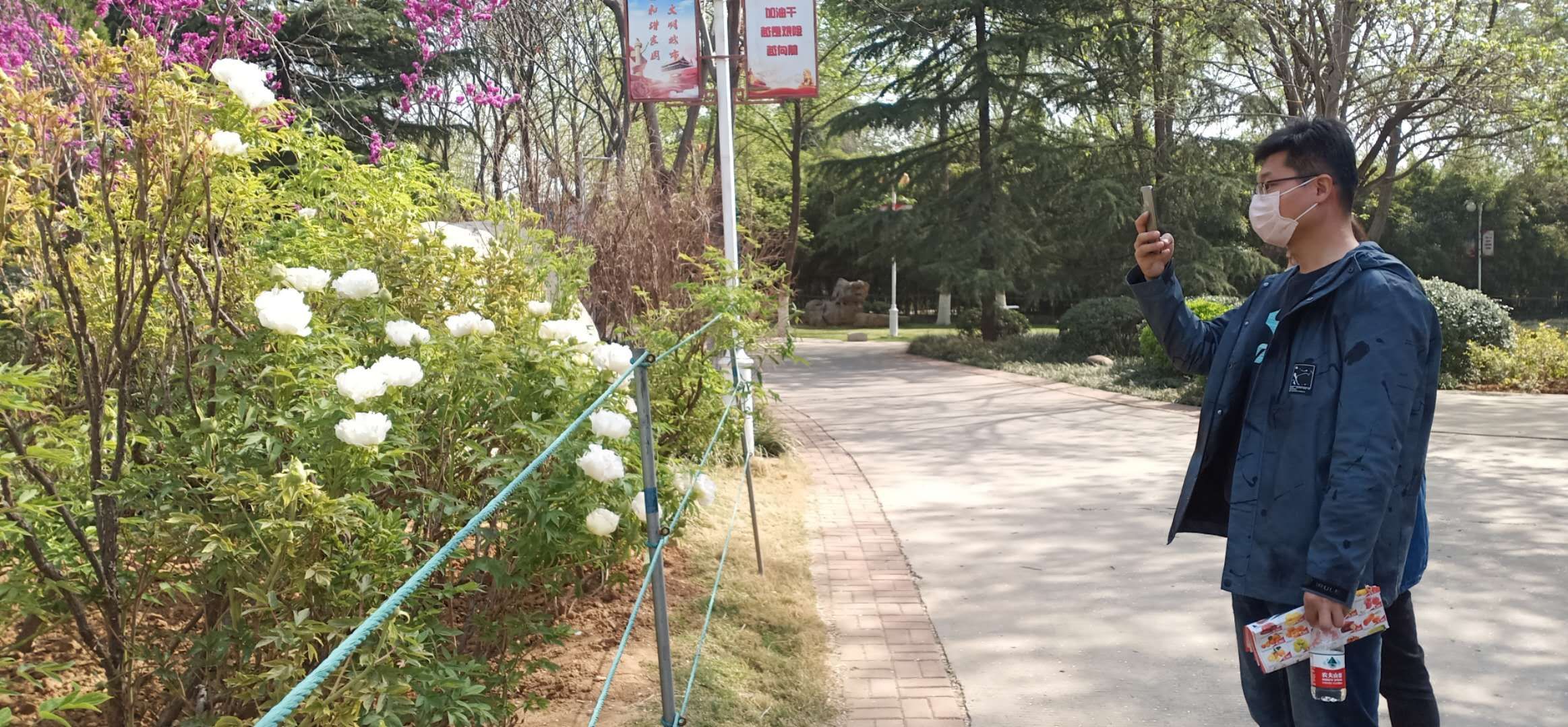 [牡丹]豫来豫自＂游＂之五丨洛阳大棚牡丹始盛开，踏青赏花市民增多