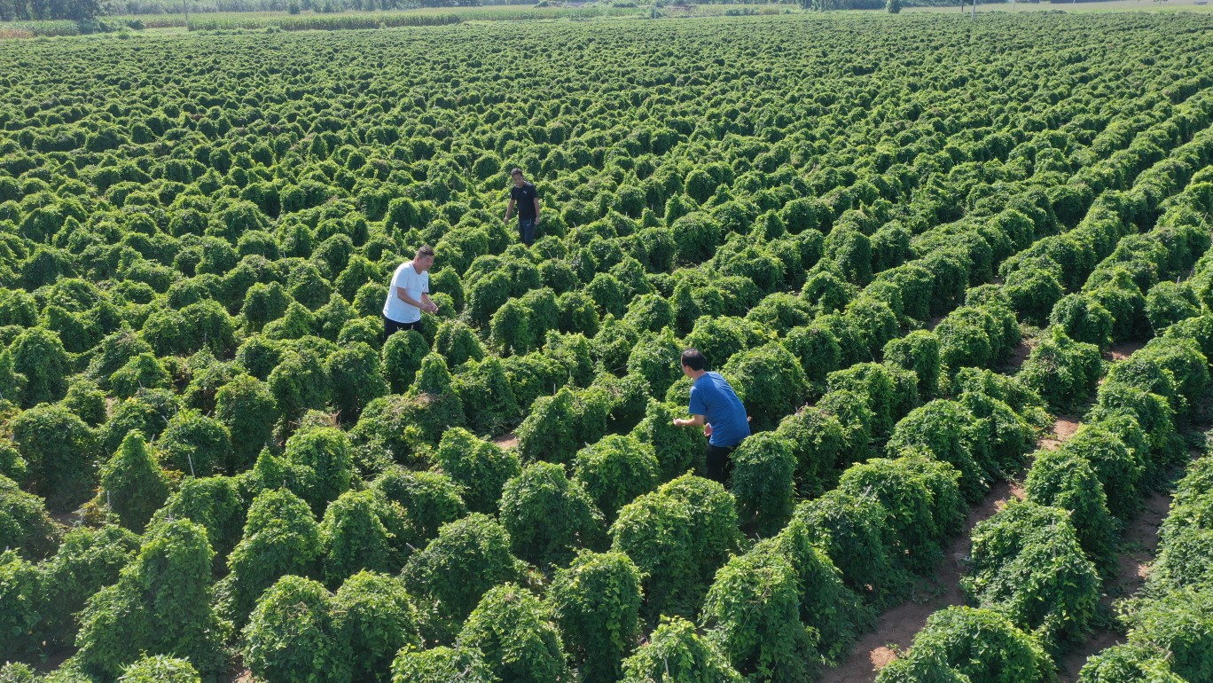 山药采挖季来看铁棍山药第一村赵郭作那些牛事儿