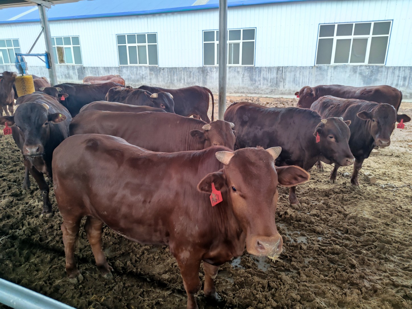 永远跟党走奋进新征程本土品种叫板国外郏县红牛红了