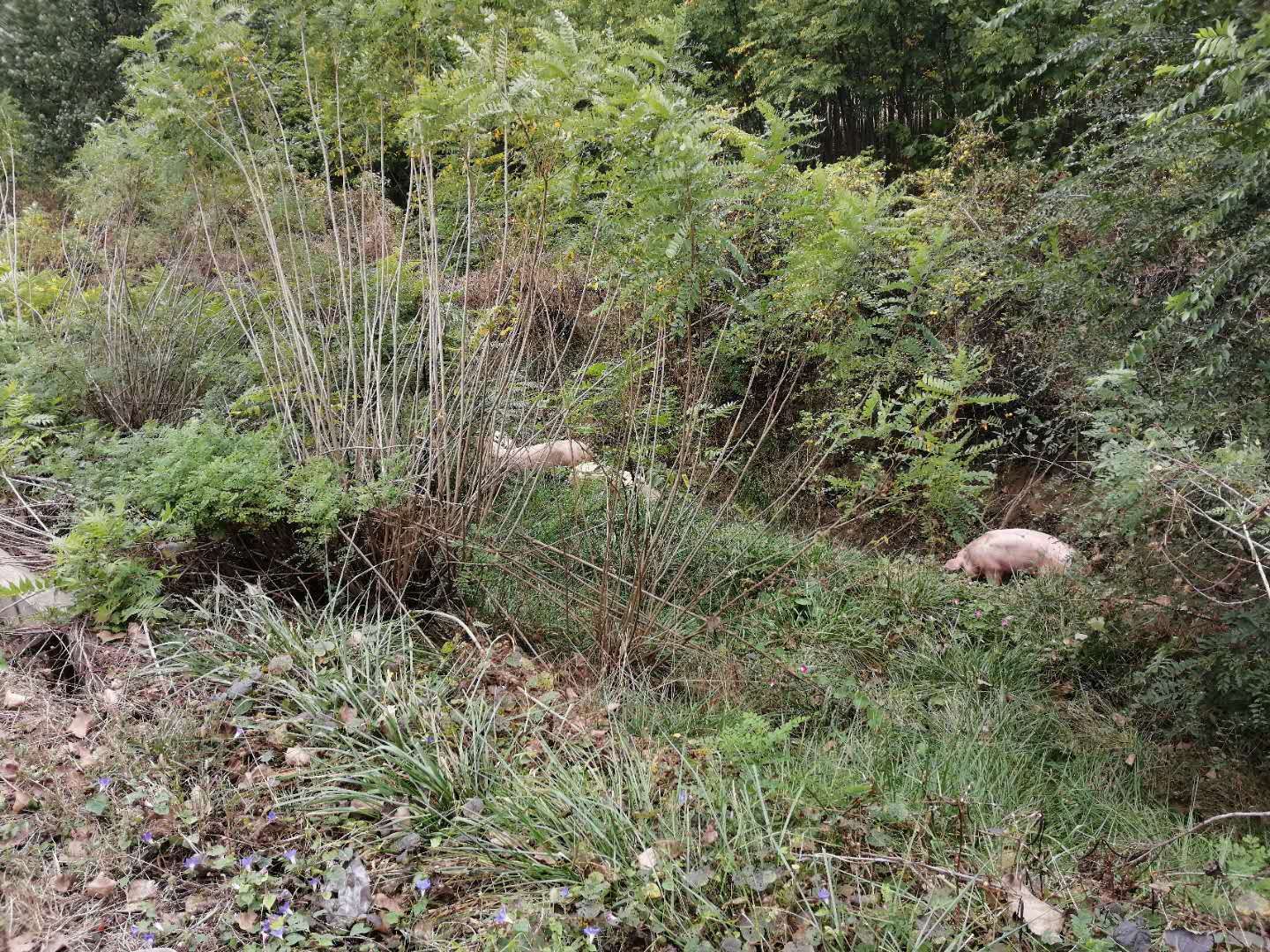 |高速公路上演“猪在囧途” 105头“二师兄”坐完专车坐吊车