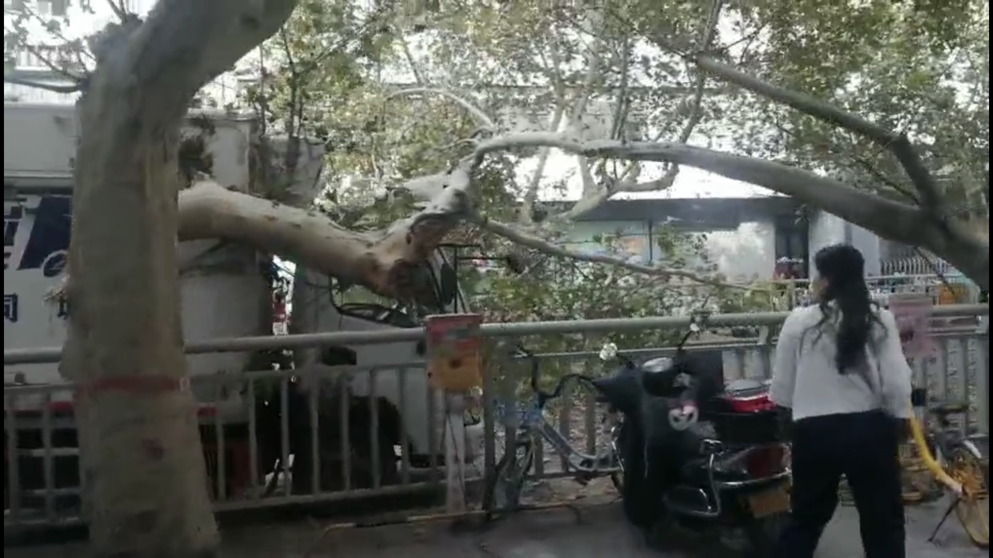 |法桐断裂砸倒旁边树， 过路厢货车遭殃