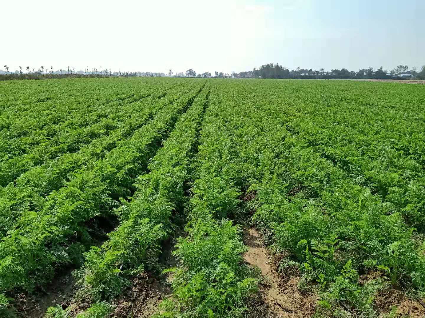 地里种植千吨红萝卜郑州一农户愿低价供市民