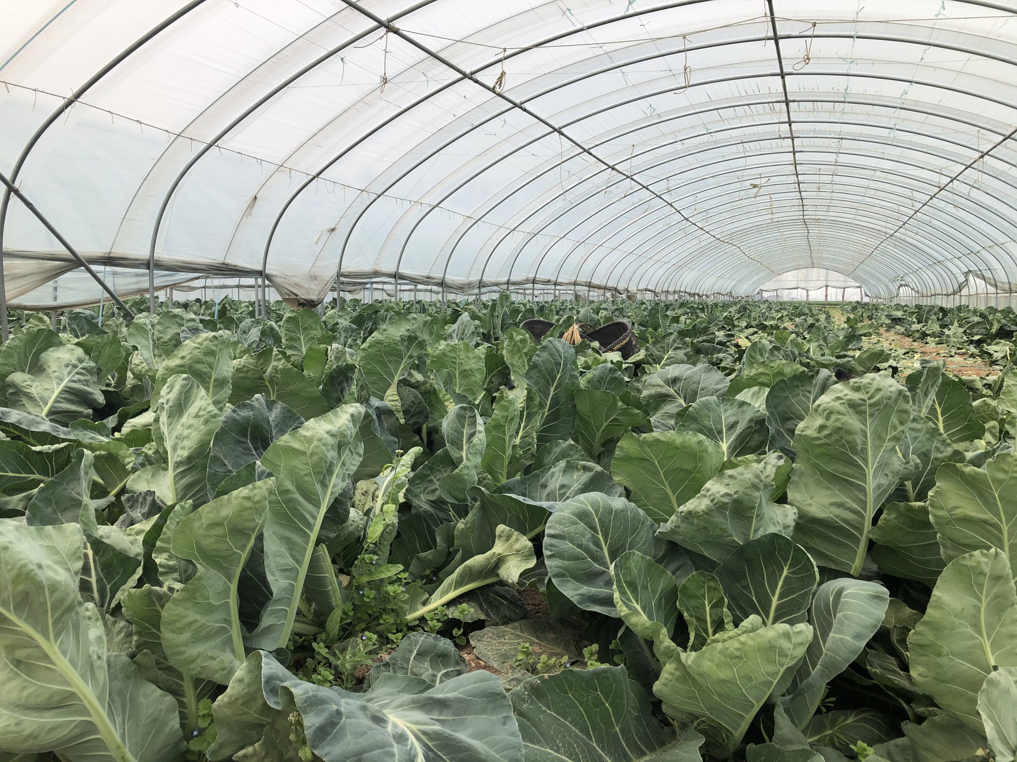 蔬菜■金融助力，博爱县贫困户武兵承包蔬菜大棚致富啦