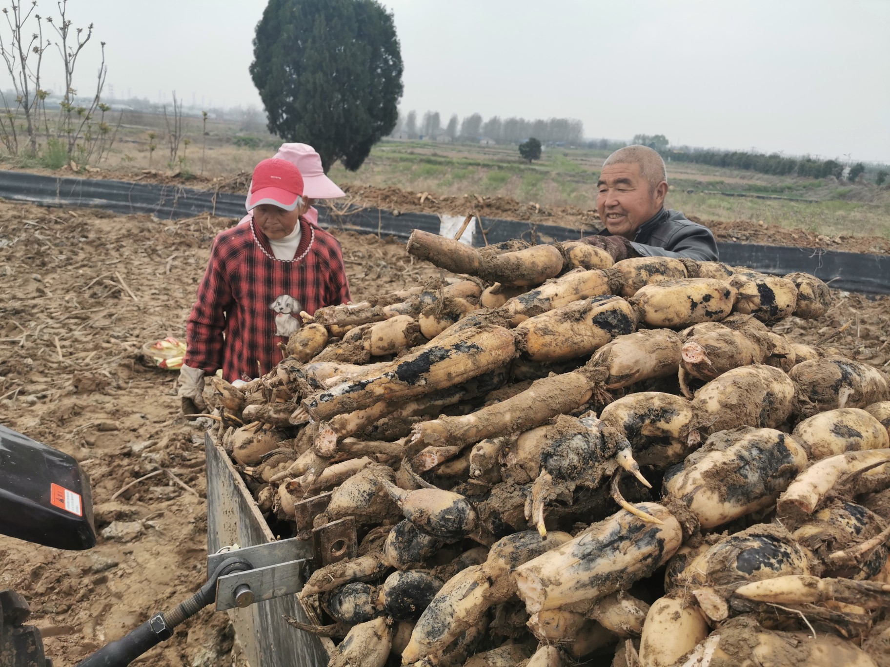 「新郑」曾获大奖的新郑40万斤莲藕滞销，快帮帮他们！