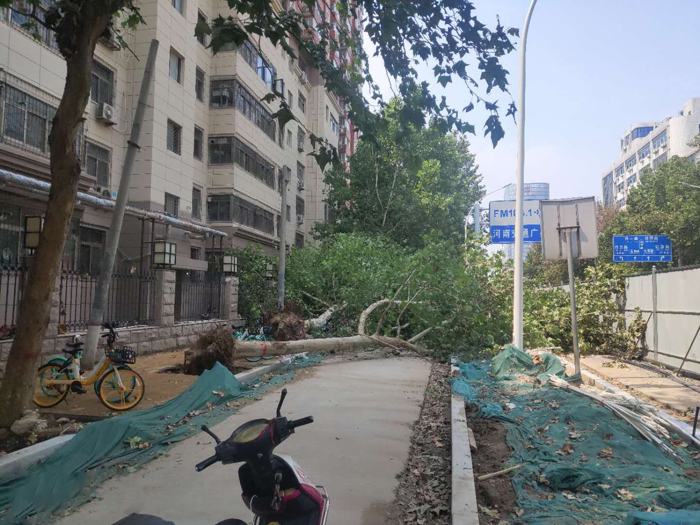 |三棵大树倾倒 阻挡通行车子受遭殃