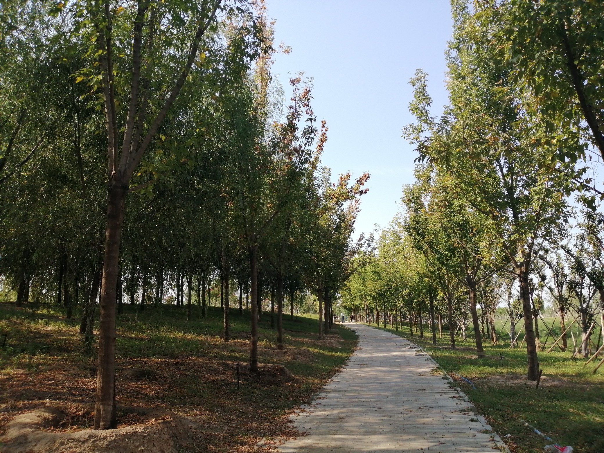 冷空气|河南的秋天什么时候到来？后天到来的冷空气给你答案