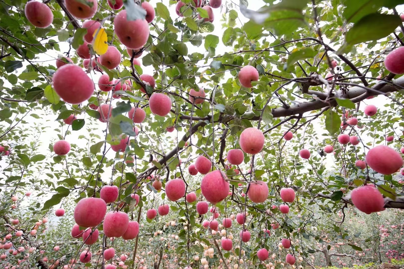 三門(mén)峽的蘋(píng)果紅了！今年產(chǎn)量約19.7億公斤