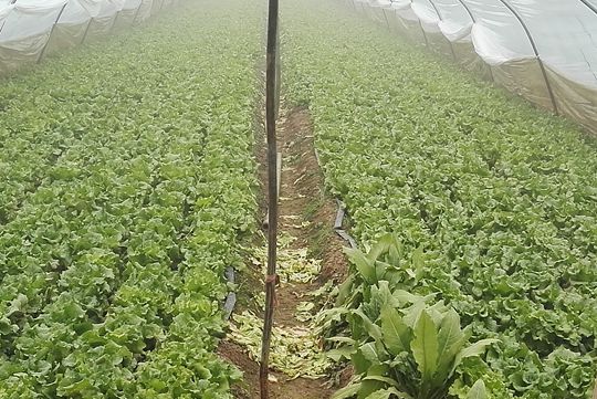 QQ图片20180117214045_副本