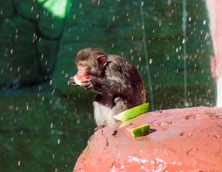 吃西瓜还住空调房今日入伏小动物们潇洒避暑