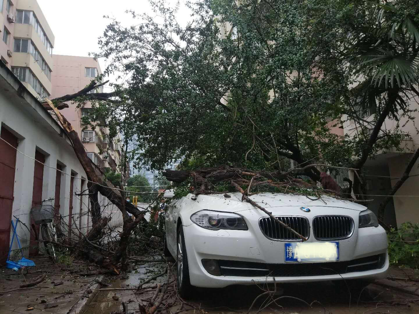 奥迪|枯树在雨中倒下 宝马奥迪遭殃