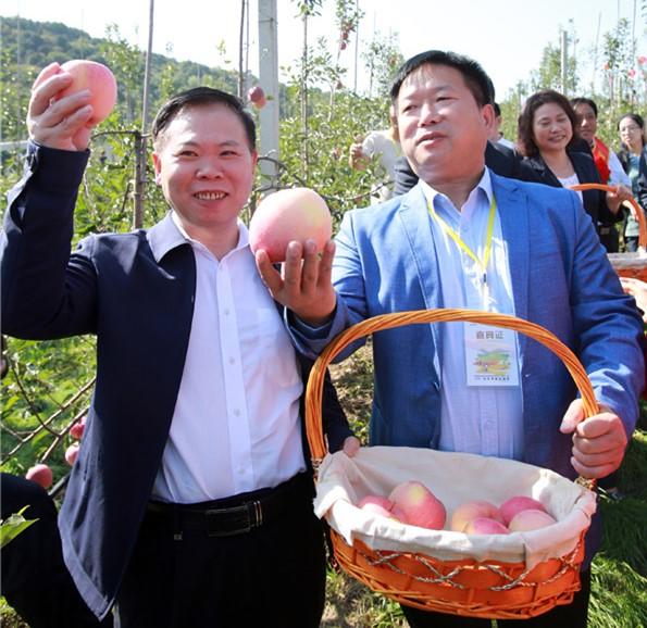 灵宝:喜迎苹果采摘季 欢庆农民丰收节