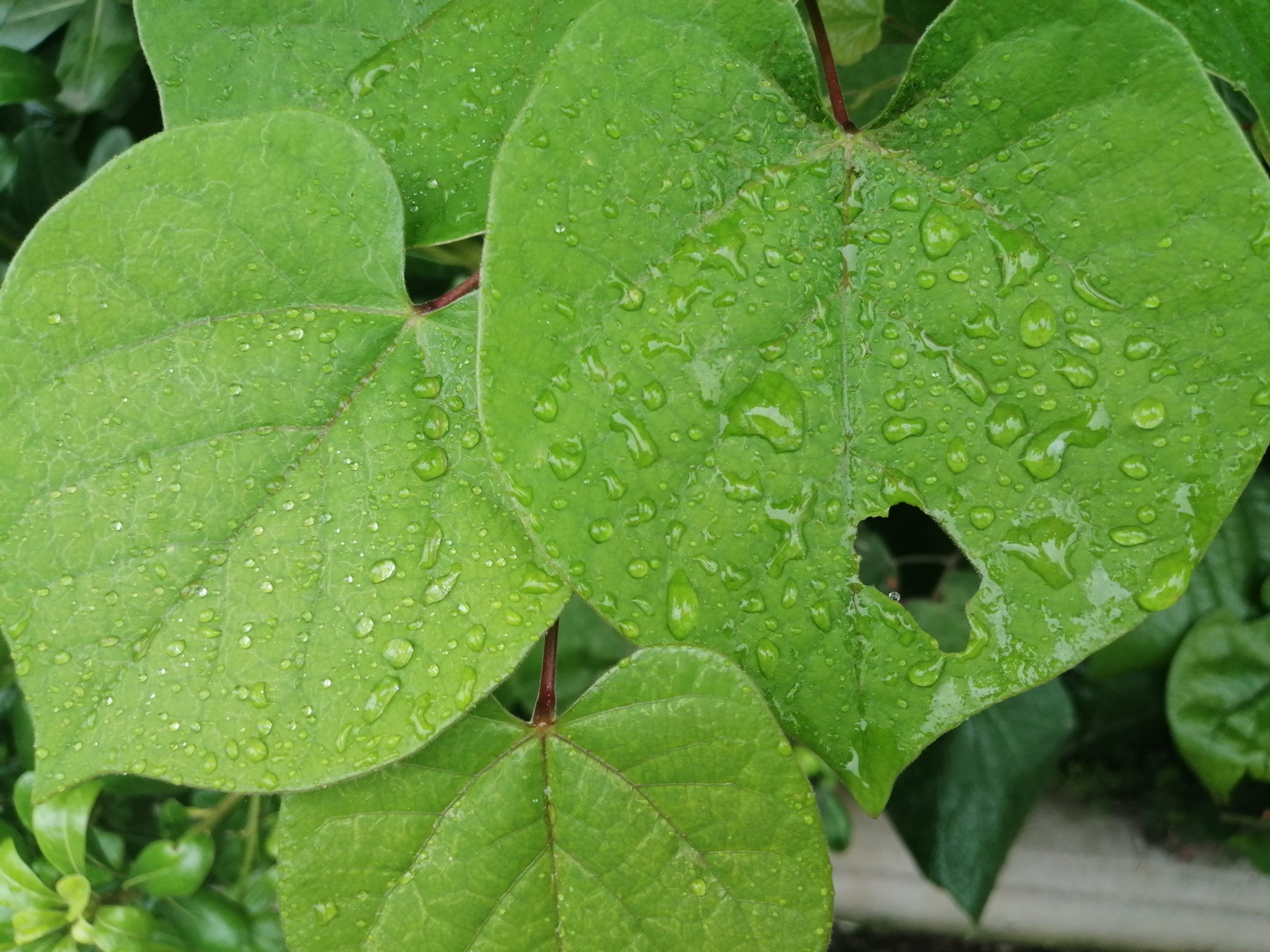 天气|一大波降雨侵袭河南？ 还是北风送来的满满的秋意