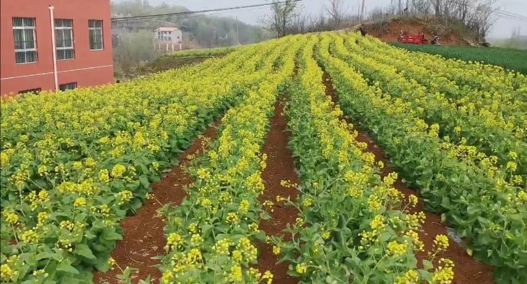 蔬菜：关注丨6户村民致全村285亩白菜制种“不合格”？