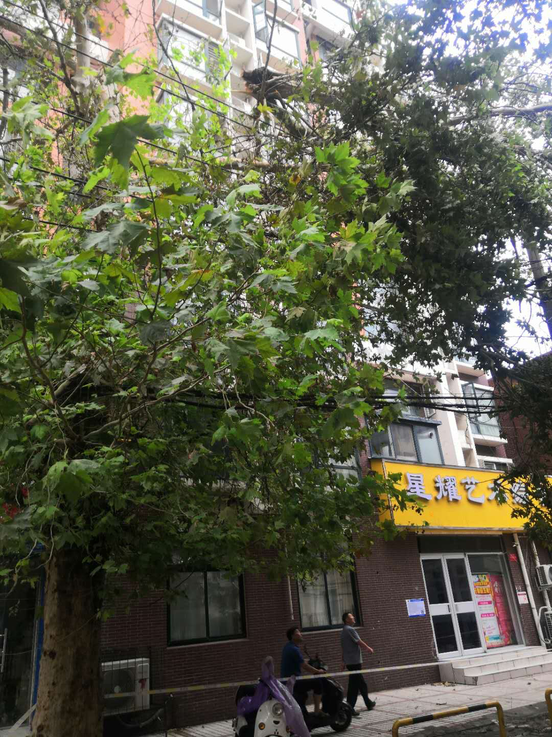 高压电线|断裂树枝压在高压线上 近千户居民用电受影响