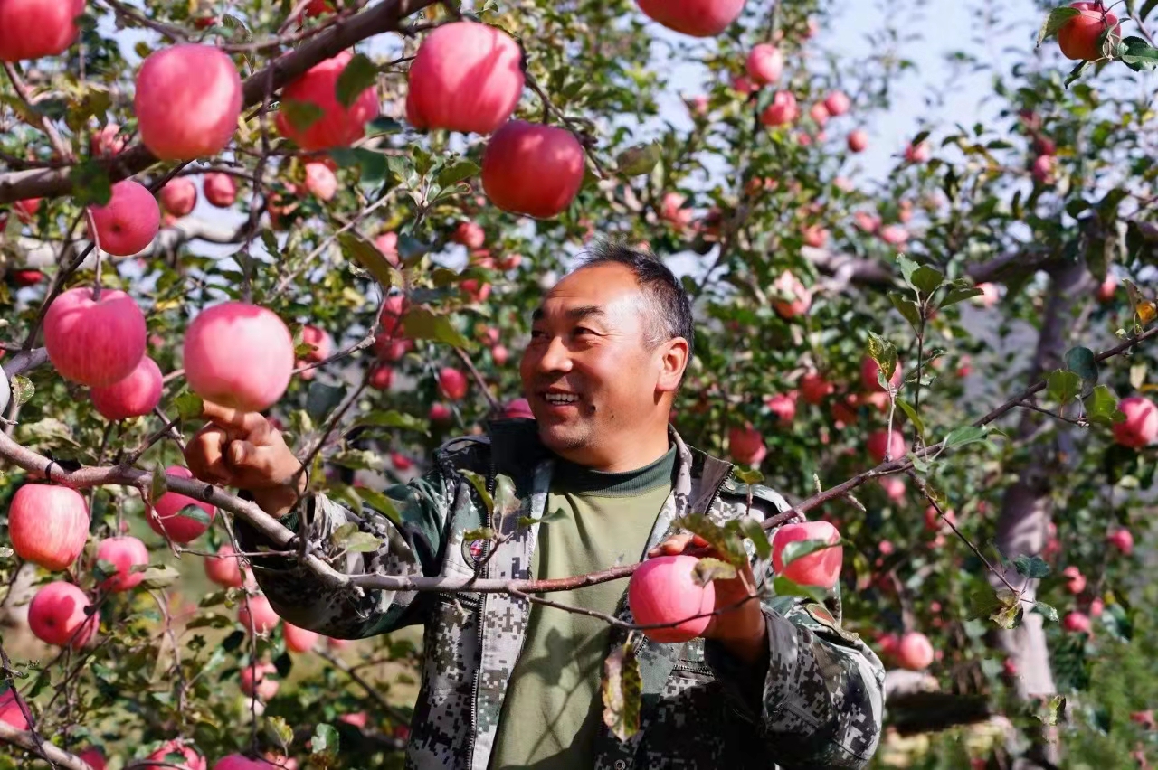 三門峽的蘋果紅了！今年產量約19.7億公斤