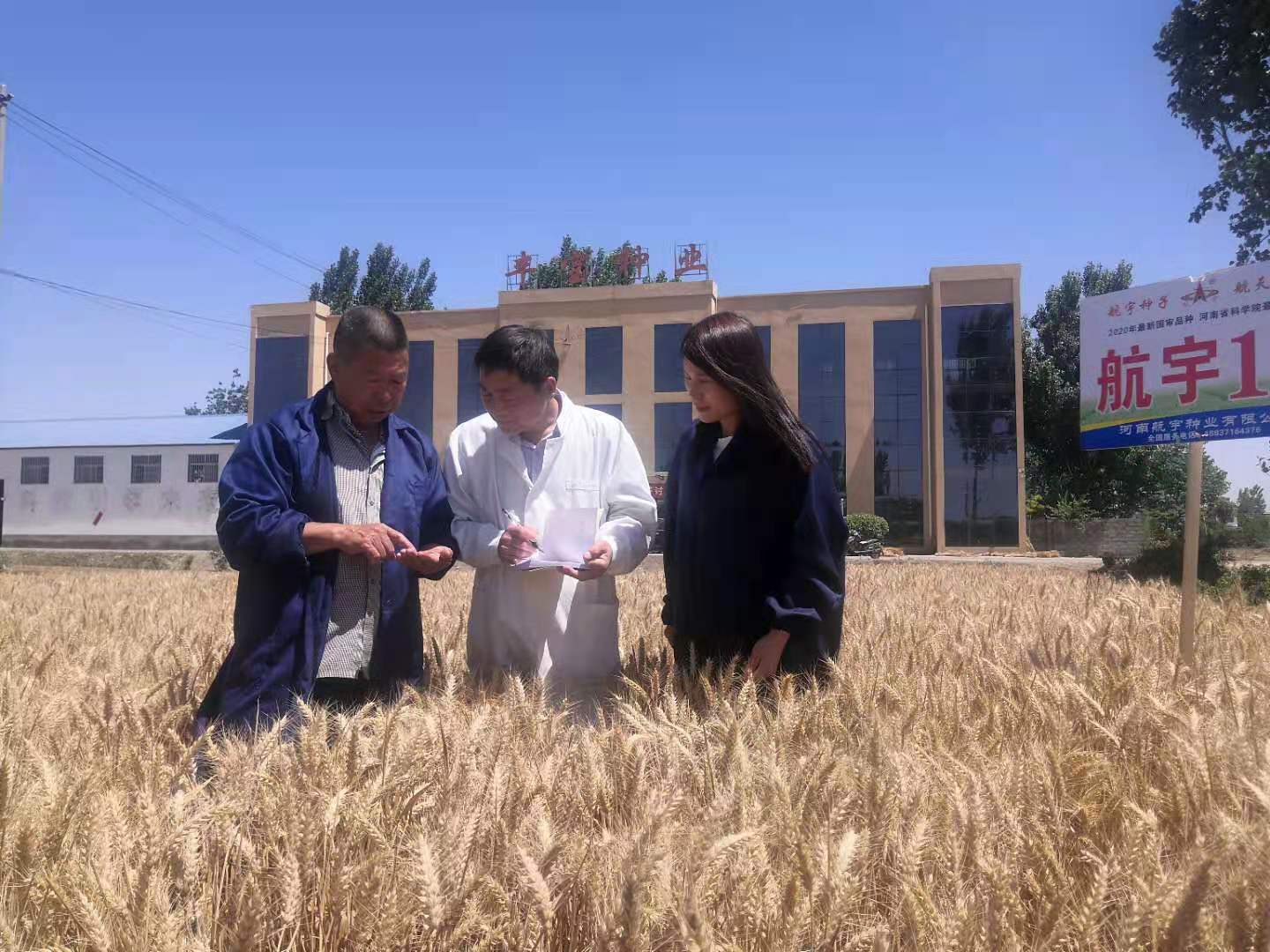 平顶山宝丰农民常天佑 育出小麦新品种 中原各地 精彩中原网