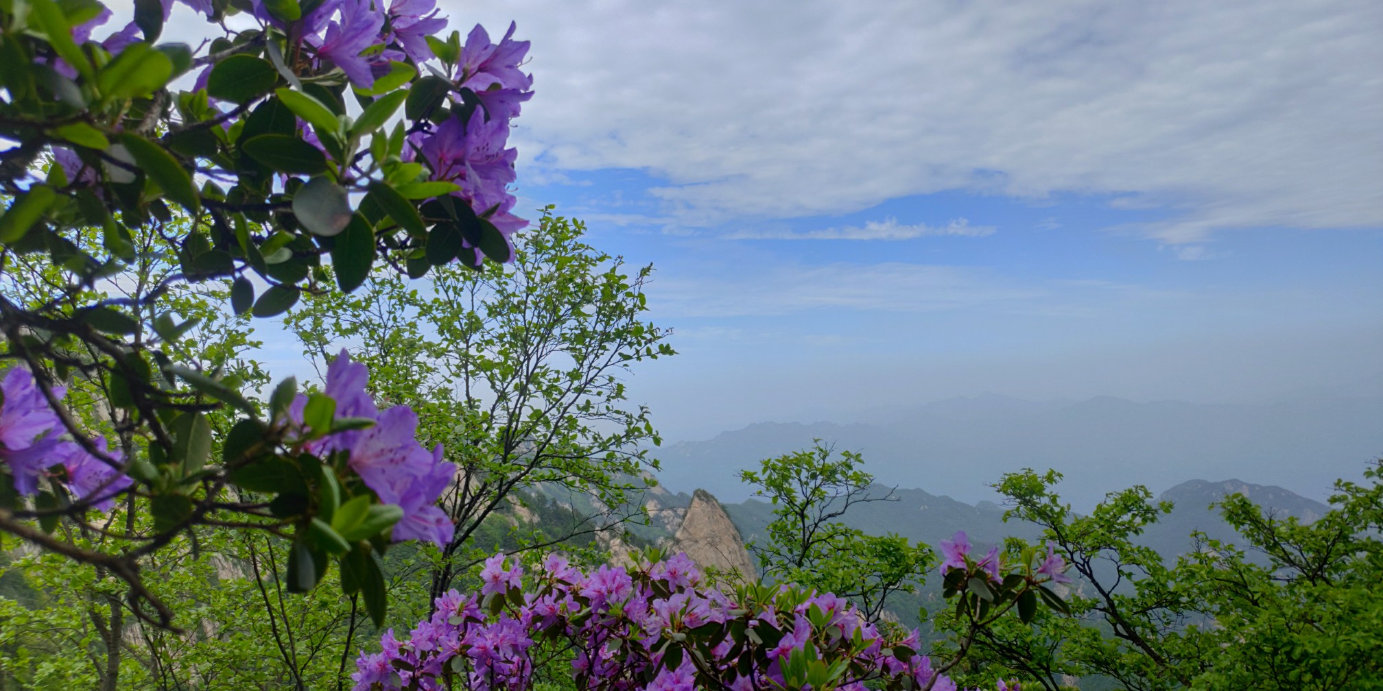 尧山杜鹃花已开 万里晴空 万株杜鹃 等你来 河南商报