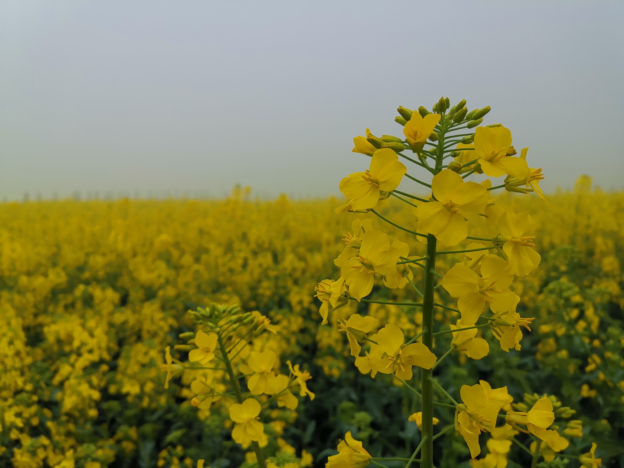 三农■宝丰：万亩油菜花飘香 金色花海迎客来