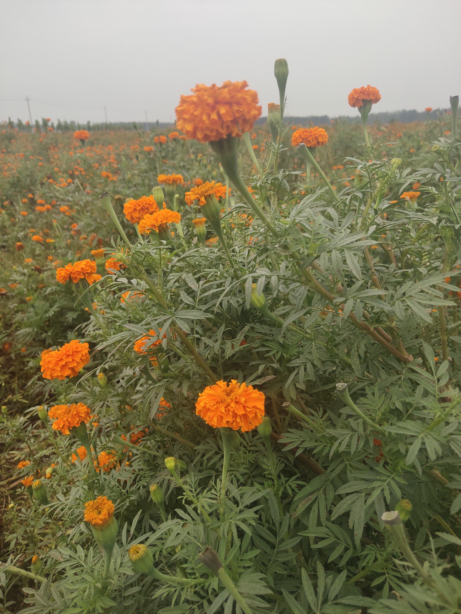 春看油花秋赏菊 黄河岸边庆余年 中原各地 精彩中原网