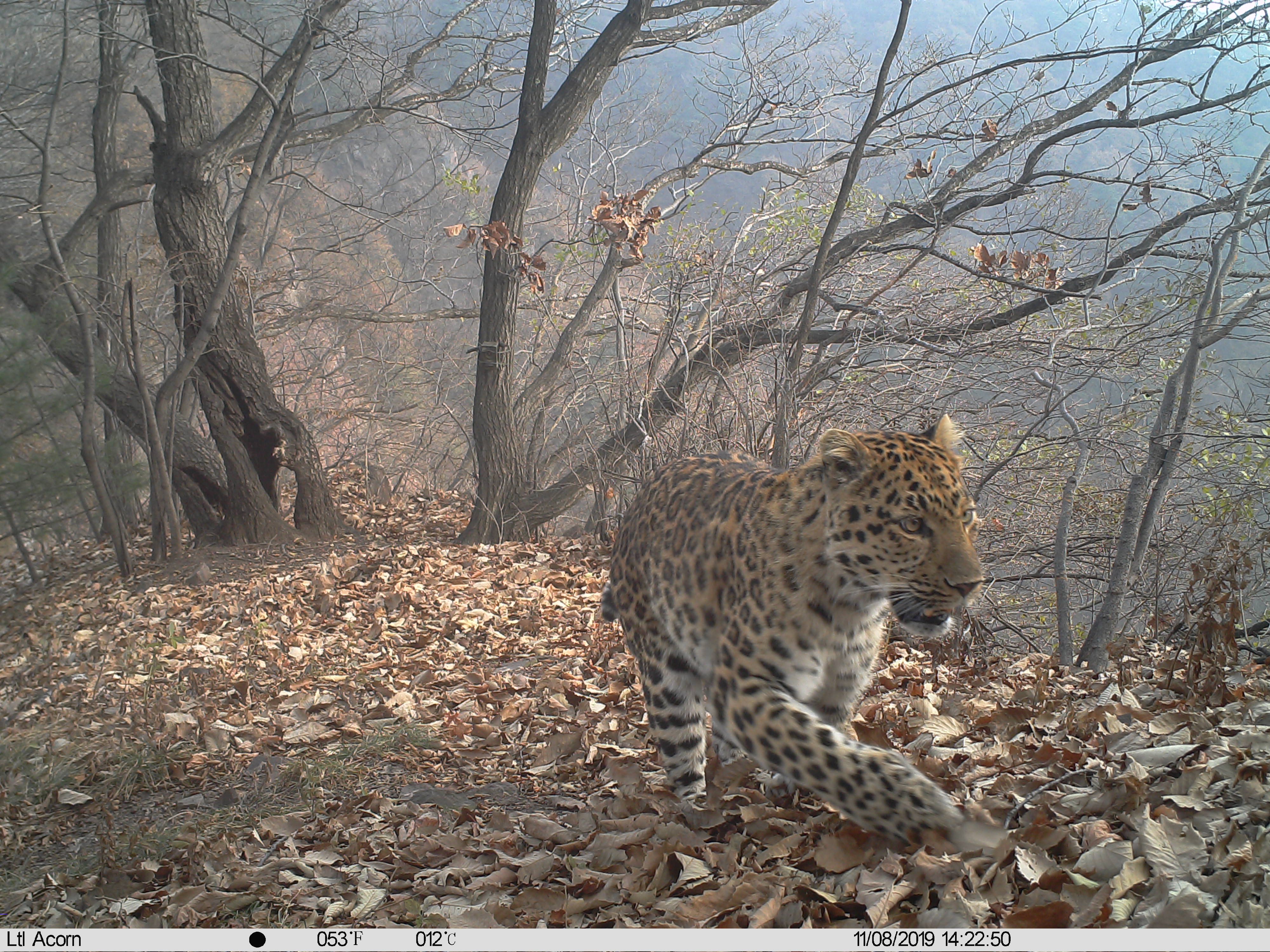 级自然保护区开展野生动物红外相机监测至今,华北豹"出镜率"持续攀升