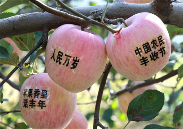 灵宝:喜迎苹果采摘季 欢庆农民丰收节
