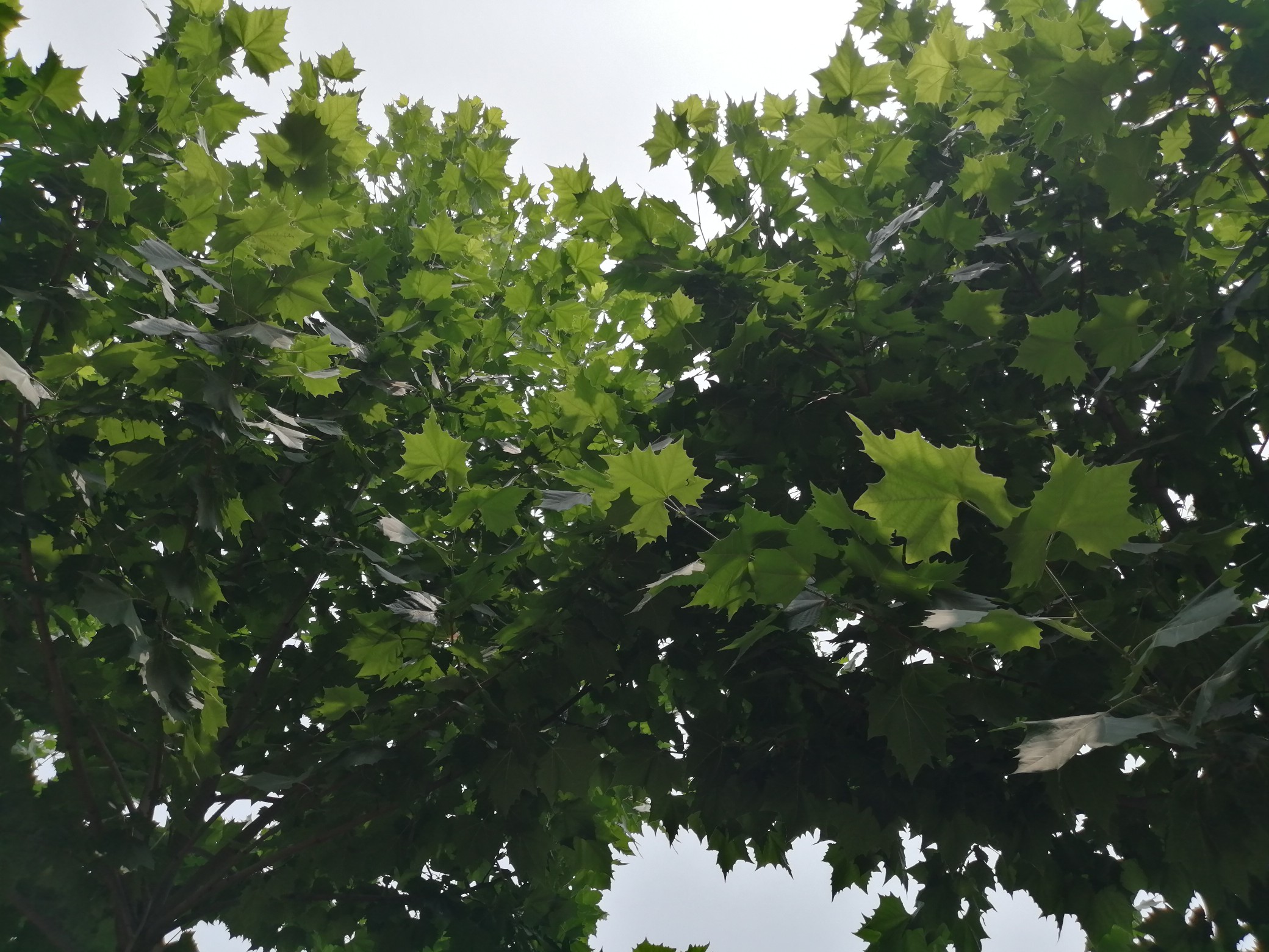 天气最近几天河南局部雷阵雨 周六当天大部地区中雨