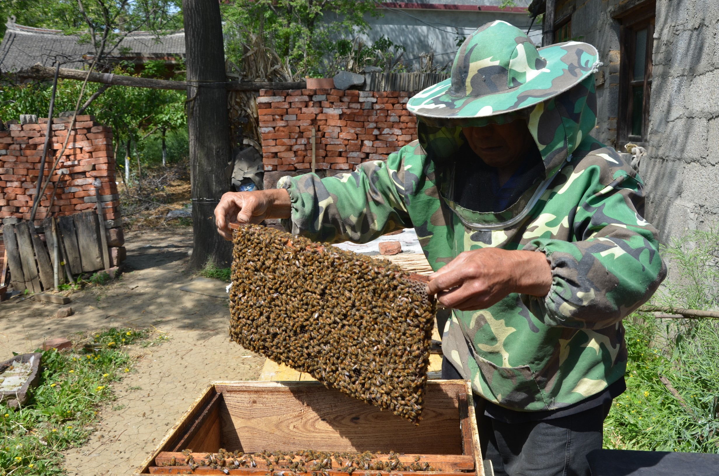 养蜂走出脱贫致富甜蜜路