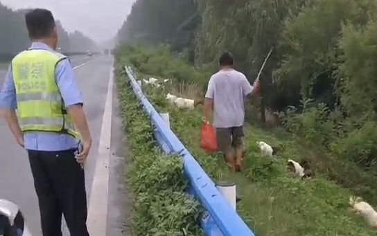 交通|高速公路旁绿草肥美引来村民放羊 交警变身“羊倌”速劝离