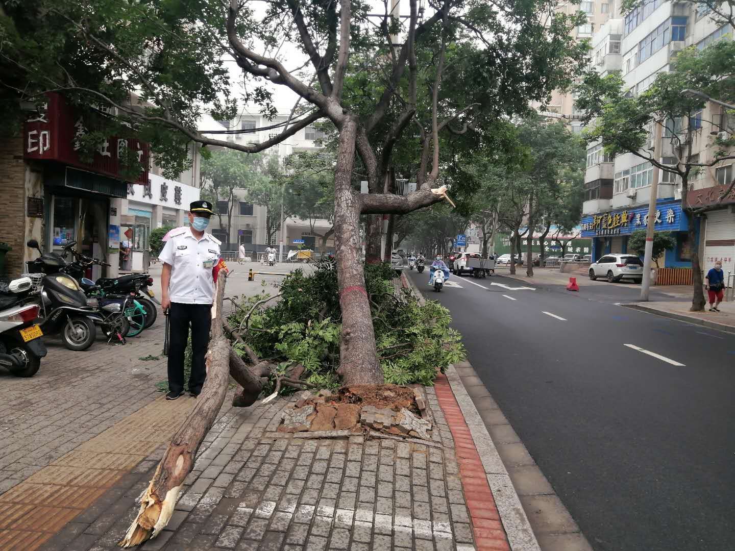 没刮大风，郑州文化宫路边行道树为啥一夜间被连根拔起?