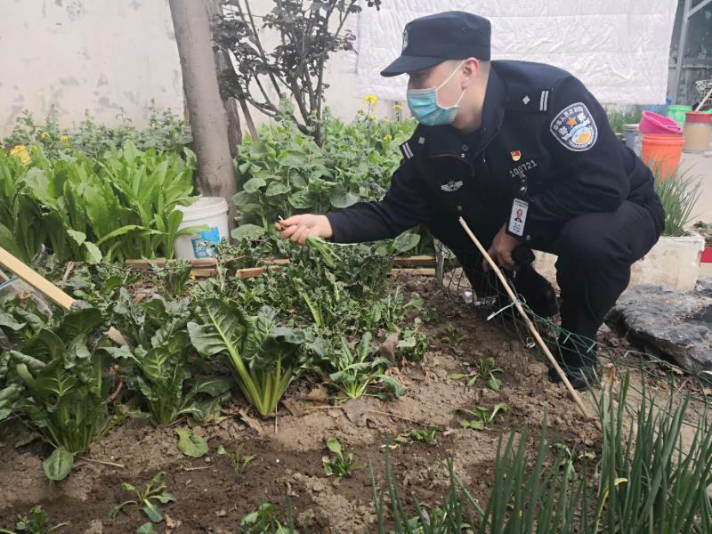 『罂粟』郑州一小区惊现罂粟苗，背后咋回事啊？