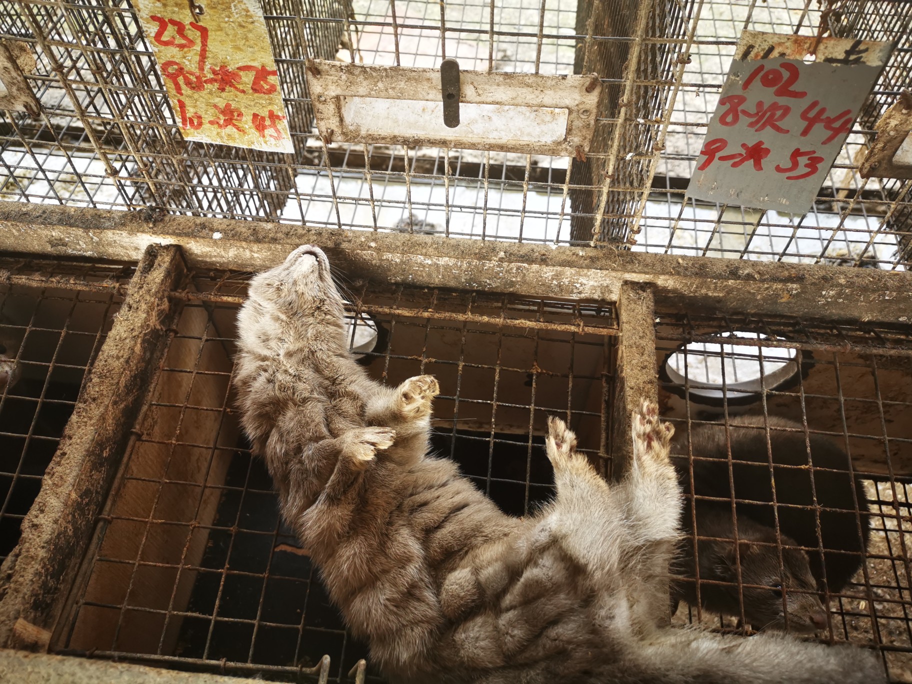 【水貂】蹊跷！近千只水貂意外死亡，鸭架是“元凶”？