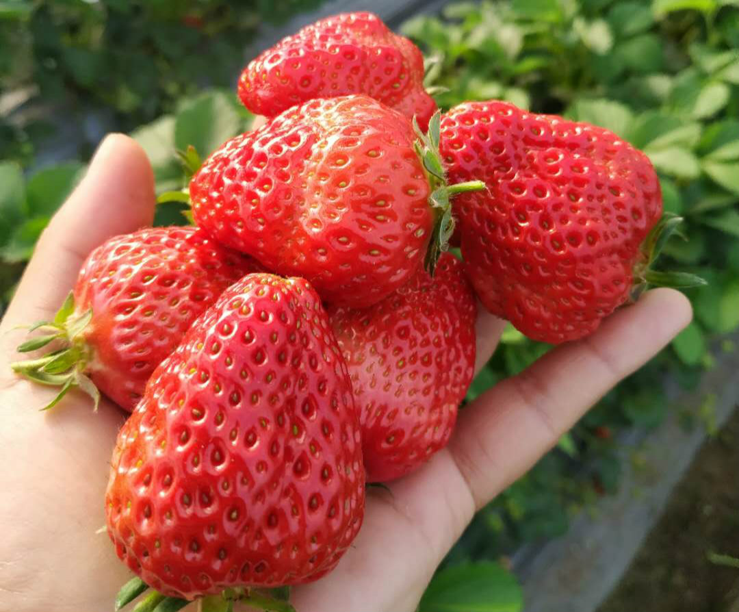 『草莓』套种苦瓜、豆角，下市再种草莓，郏县堂街镇“一村一品”带动群众致富增收