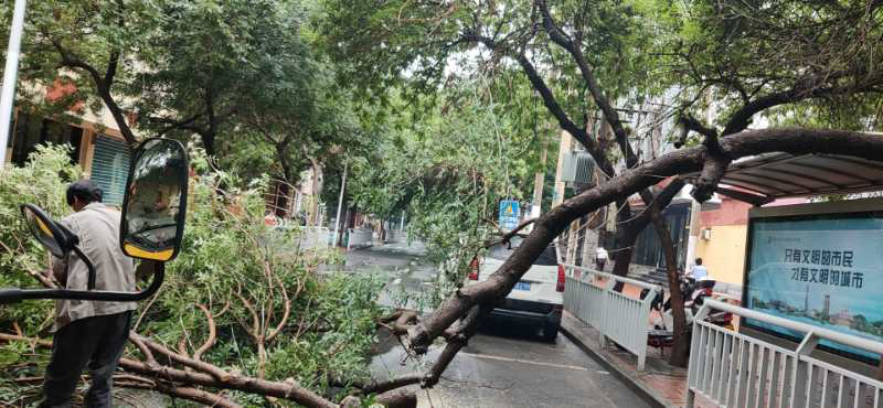 交通|大雨下个不停，树枝断裂频发生！请注意避让