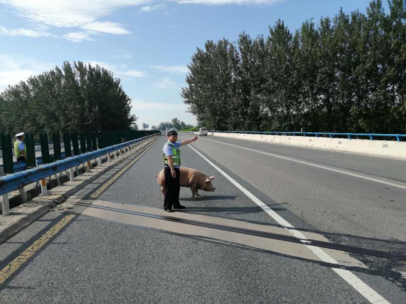 交通|惊险！高速公路上“二师兄” 跳车！过往车辆纷纷躲避