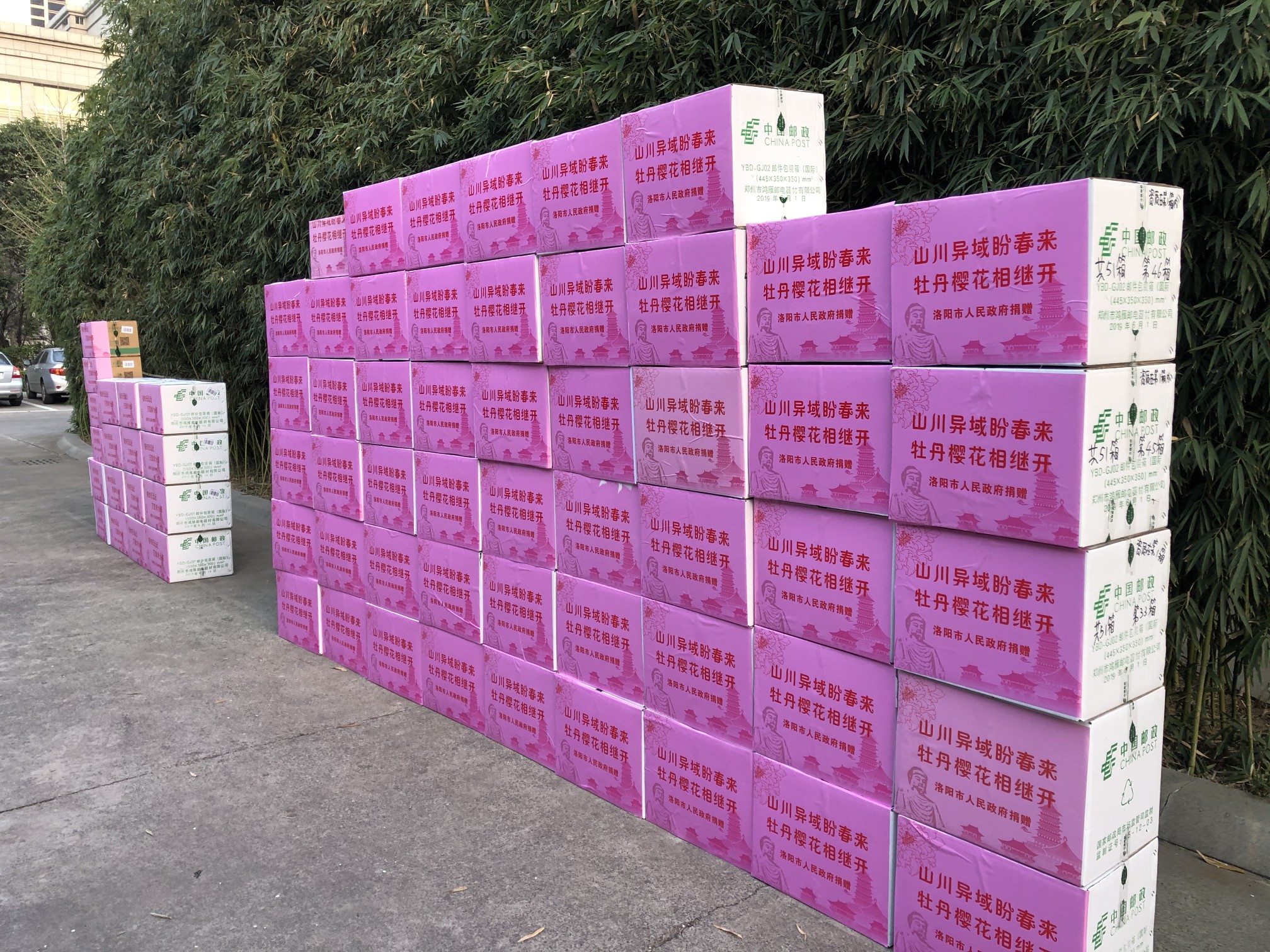 「牡丹」“山川异域盼春来，牡丹樱花相继开”洛阳向日韩两国友好城市捐赠口罩4万个