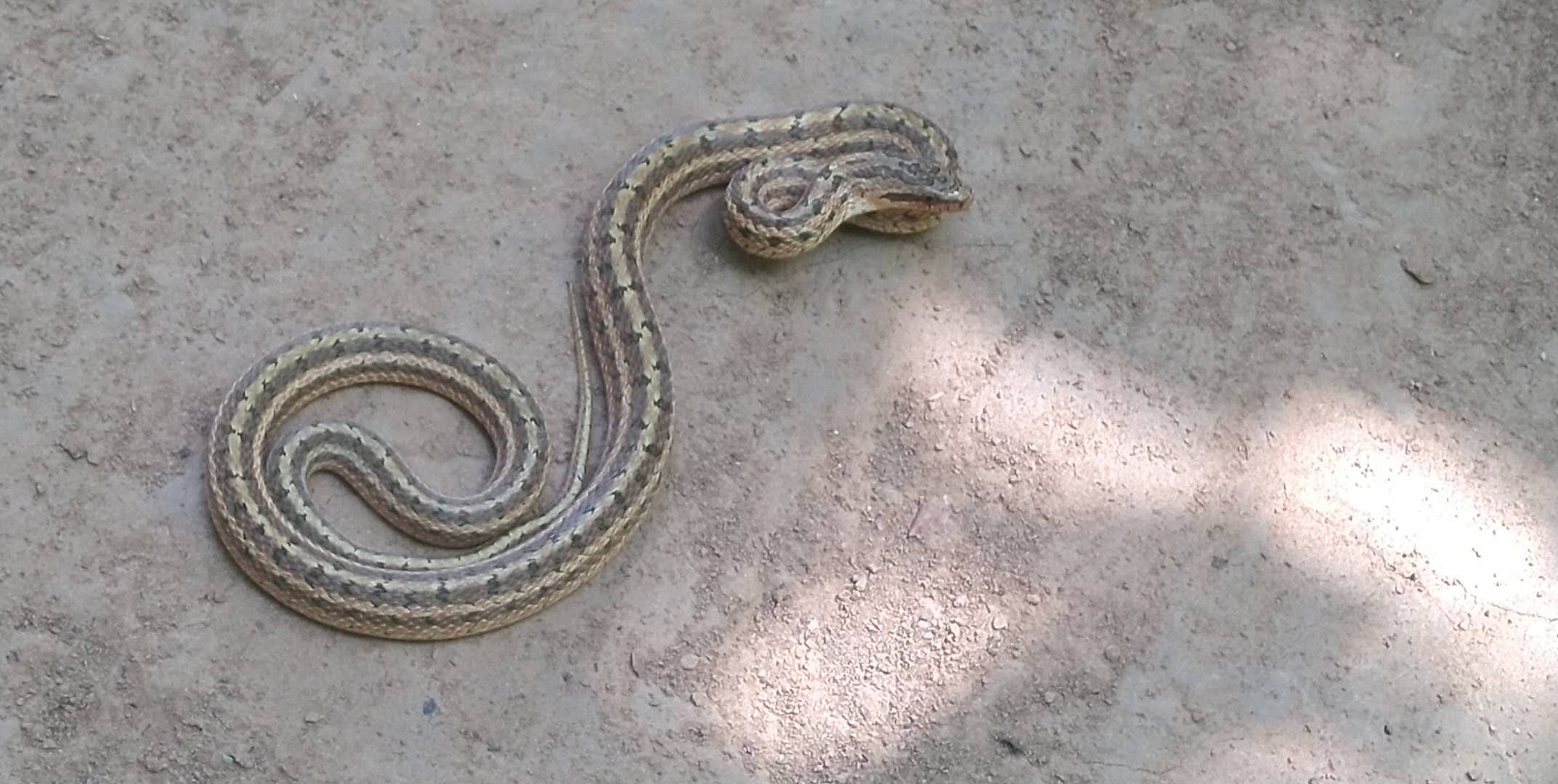 『毒蛇』郑州一游园惊现黑眉锦蛇吓坏环卫工 确认是无毒蛇后放归大自然