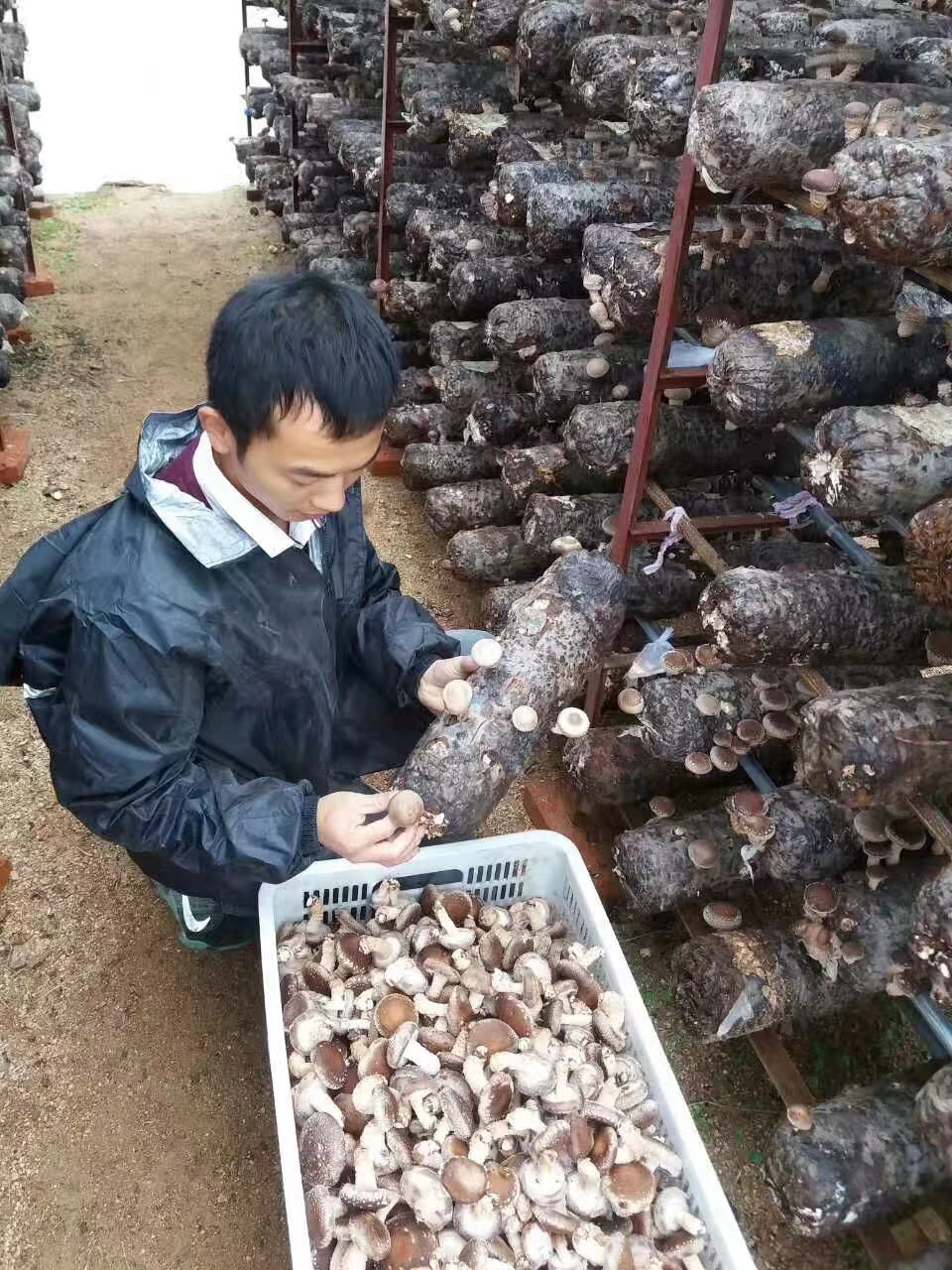 蘑菇|名校毕业考取公务员 80后青年辞职回乡种蘑菇