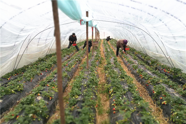 微信图片_20180220101746_副本