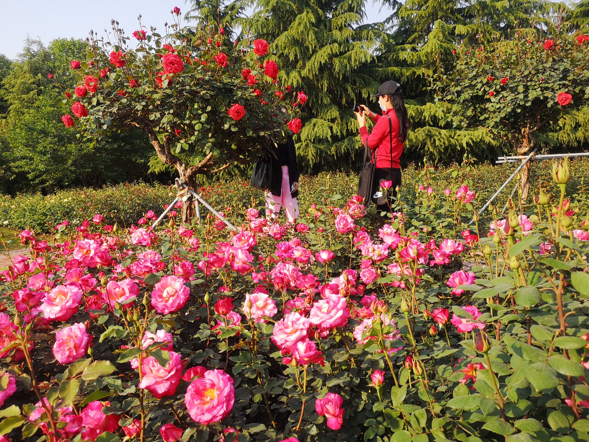 郑州市月季公园：1200余种月季 争芳斗艳盛开 - 河南一百度