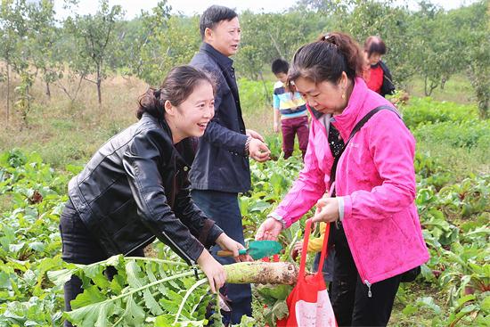 图为该公司员工在体验采摘的乐趣
