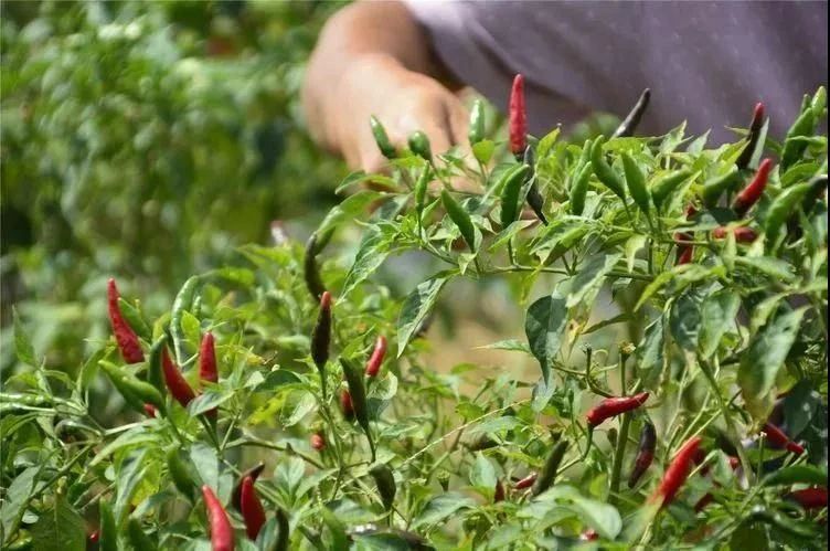 孟州|小小辣椒，映红孟州残疾人致富路