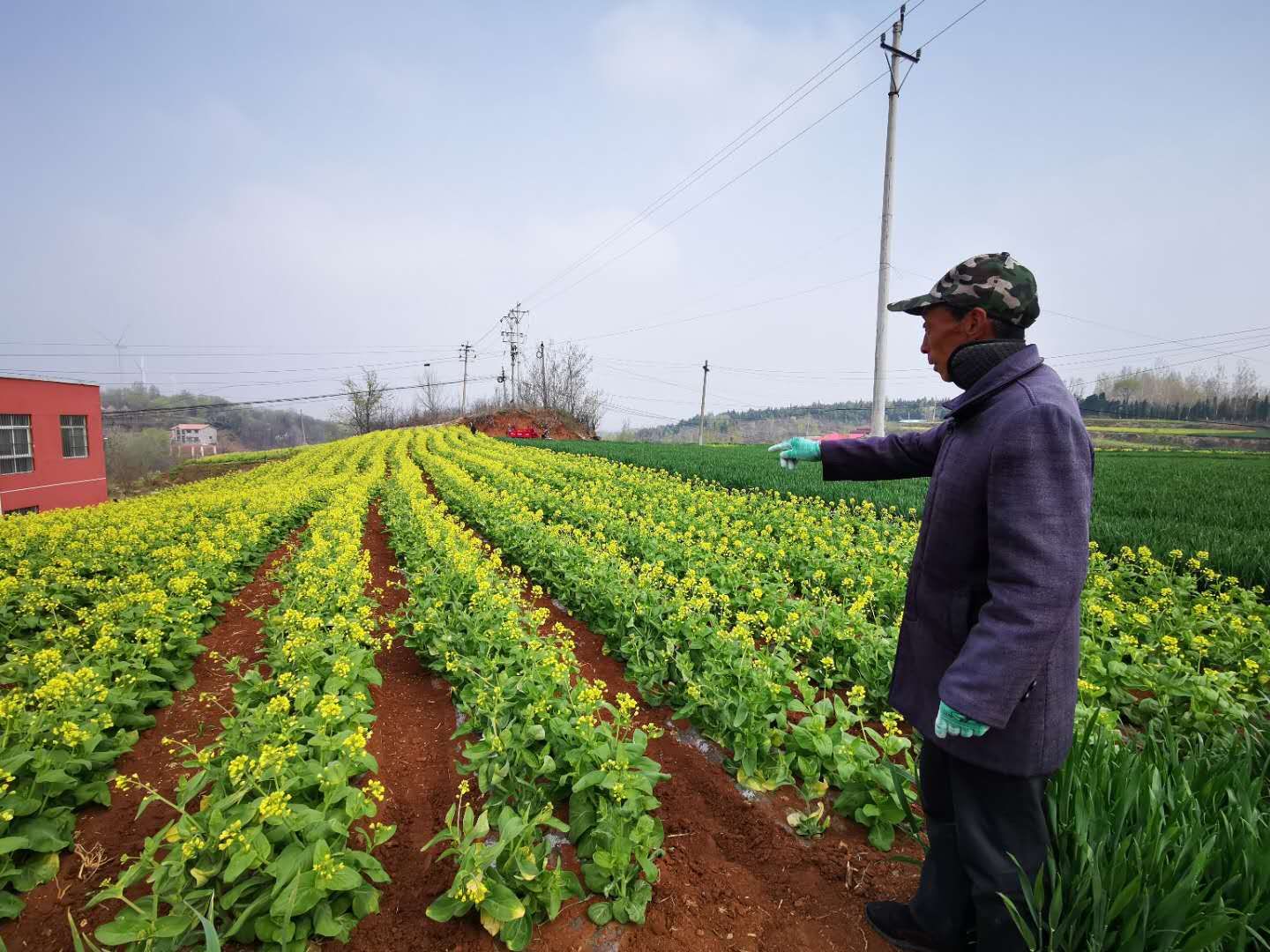 蔬菜：关注丨6户村民致全村285亩白菜制种“不合格”？
