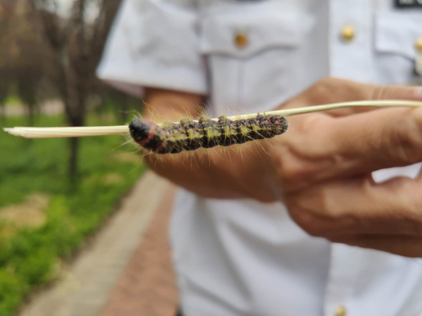 林业|嘘？！大量虫子缠树这儿要闹虫灾？