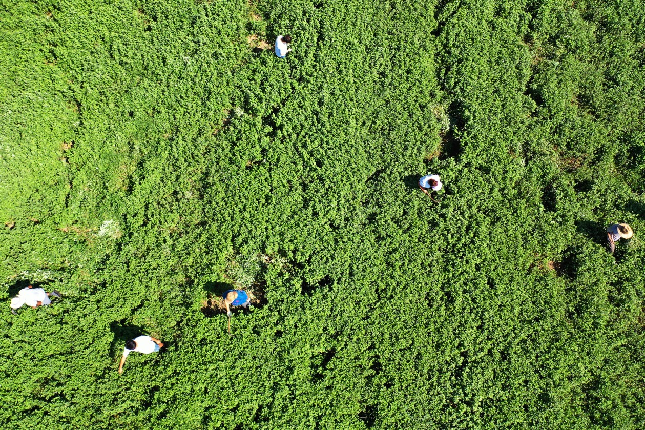广西艾草种植基地图片