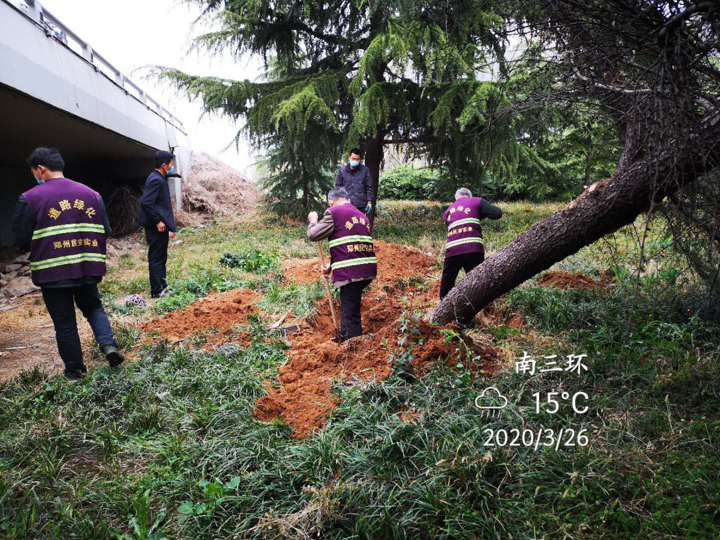 『天气』大风中，郑州绿化管理部门快速抢险应对极端天气