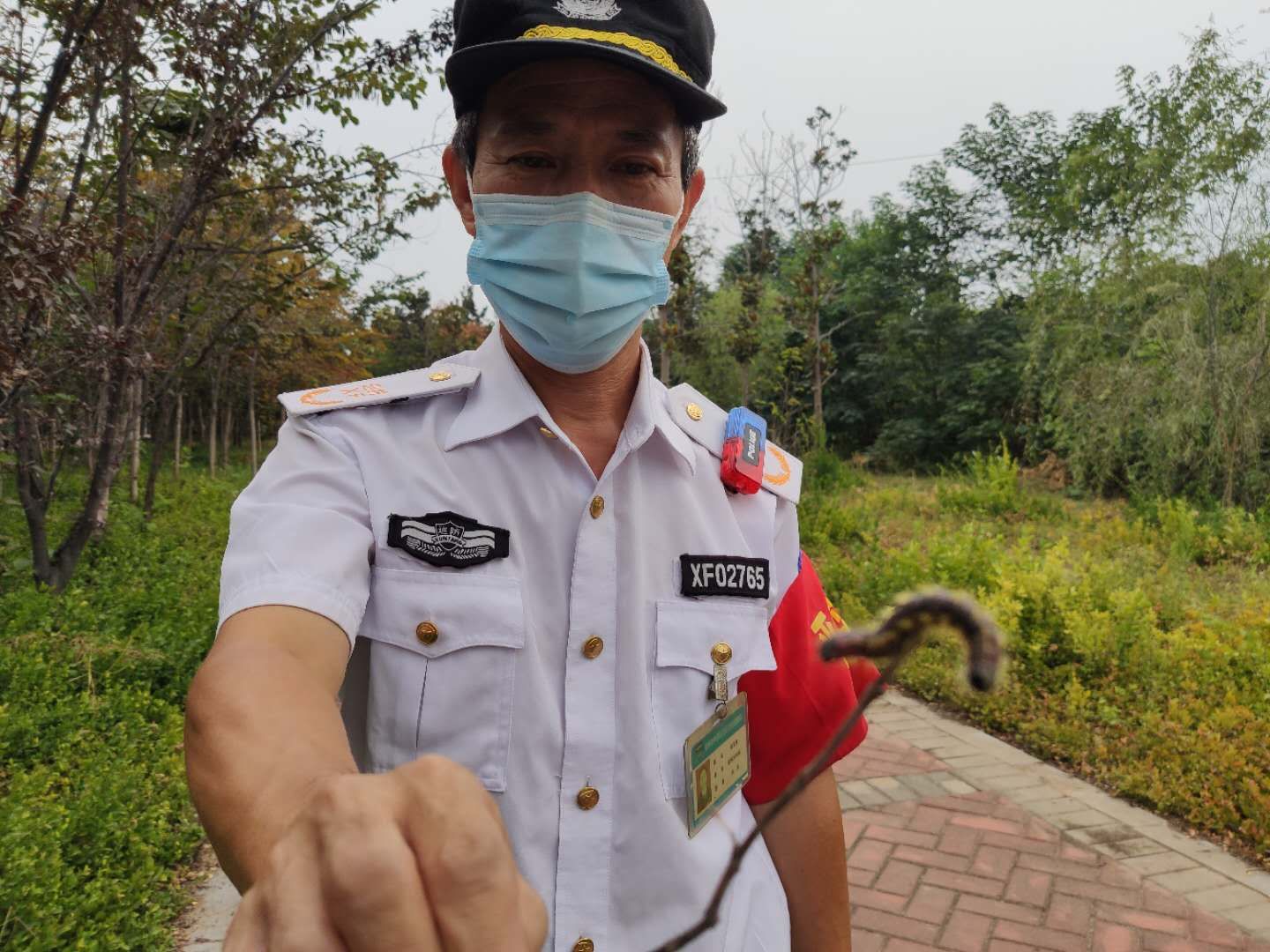 林业|嘘？！大量虫子缠树这儿要闹虫灾？