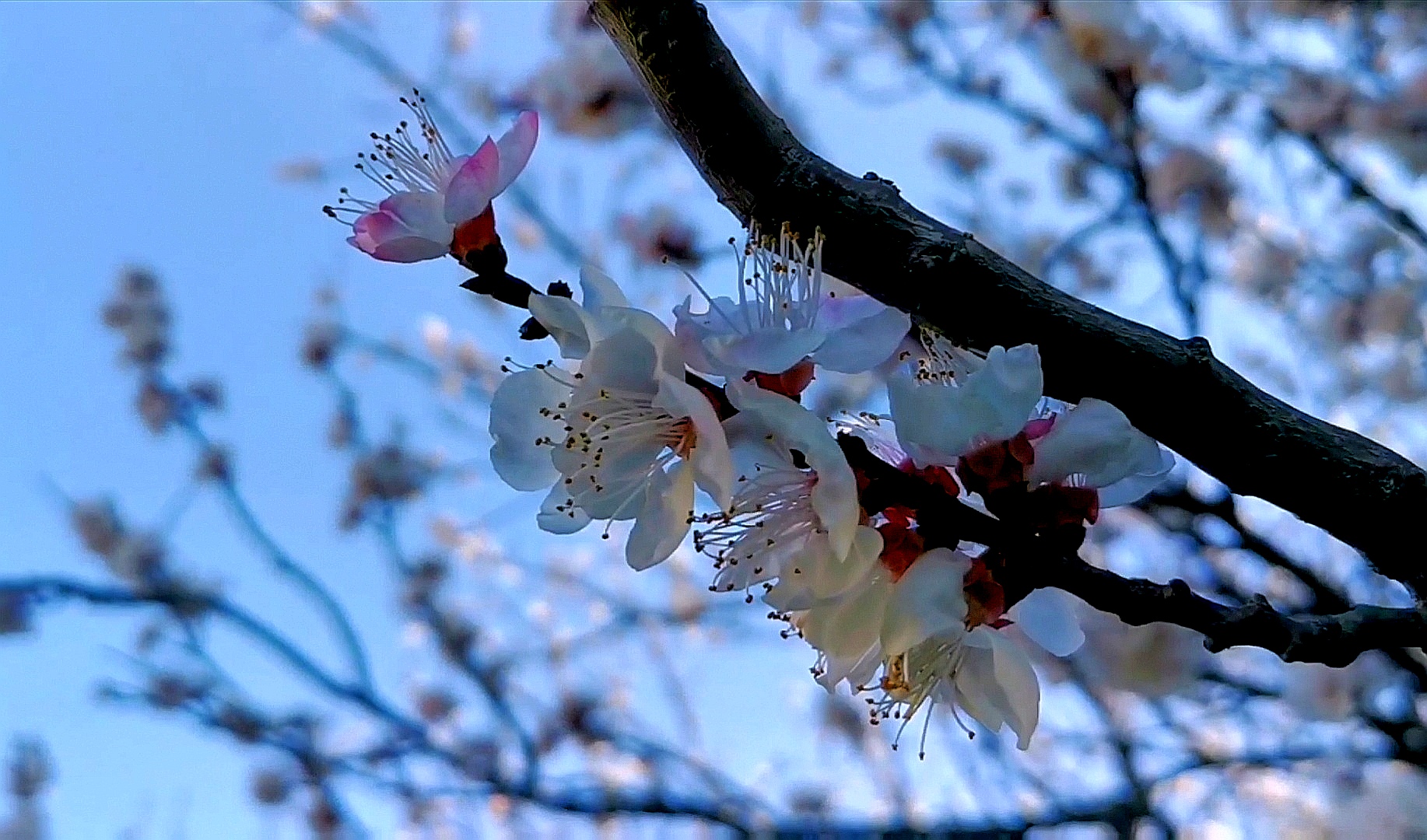 杏花图片_白的杏花图片大全 - 花卉网