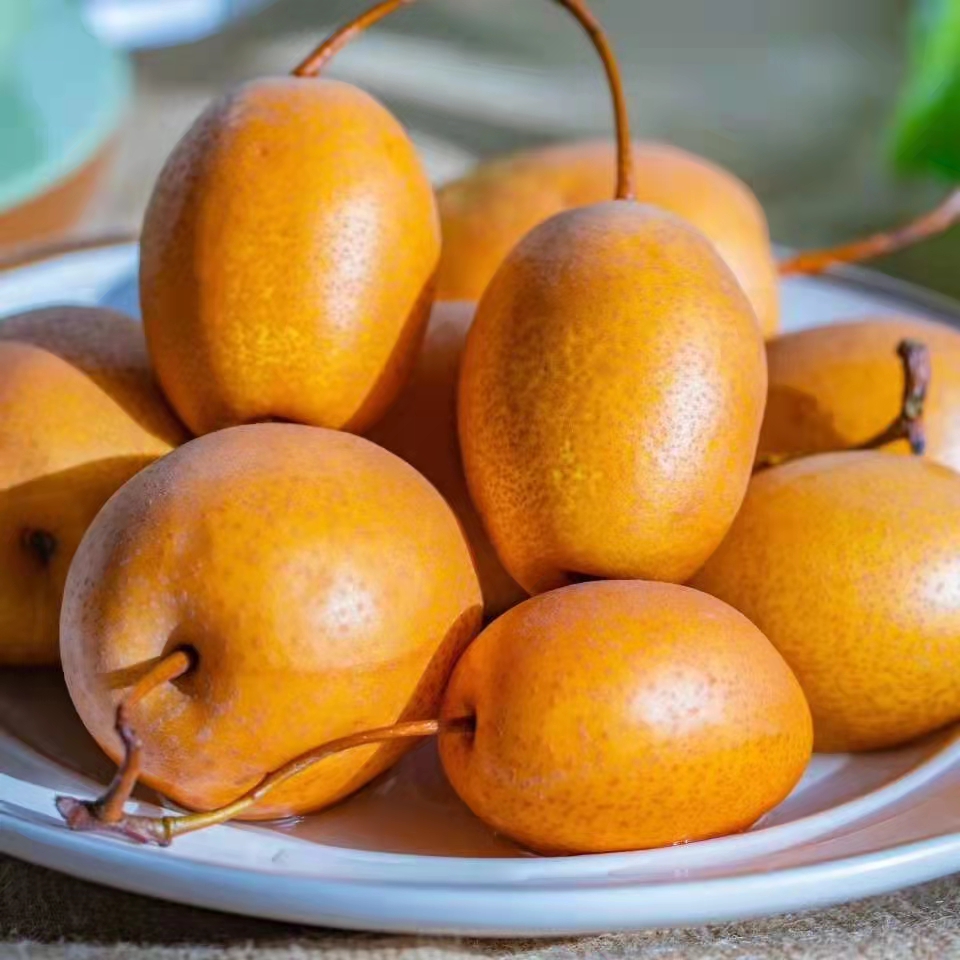 又是一年丰收时洛宁老乡喊你来吃梨金珠沙梨采摘节明日开幕