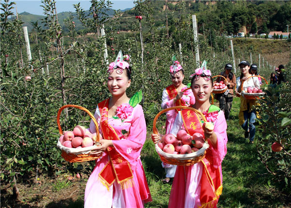 灵宝:喜迎苹果采摘季 欢庆农民丰收节